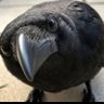 Pietro's profile picture