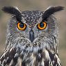 Bubo Bubák 的头像