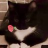 惊世巨猫 profil fotoğrafı