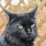 Fluff's profile picture