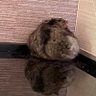 くら profil fotoğrafı