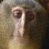 yolosaaa's profile picture