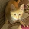 早すぎる猫 profil fotoğrafı