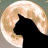 Profilbild von 真夜中野