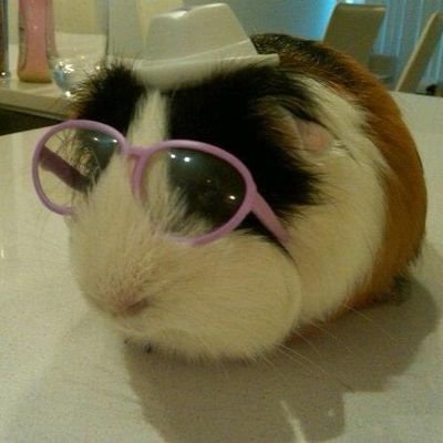 고도리's profile picture