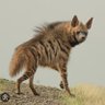 Фото профиля Hyena 💫🥂✨