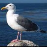 Profilbild von Robert Bird