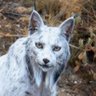 Soy El Lince Ibérico 🇪🇦🤍's profile picture