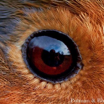 lilacjay2's profile picture
