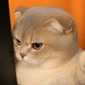 เรื่องกล้วยๆ ที่ไม่กล้วย's profile picture