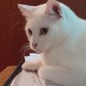 Profilbild von SnowCat