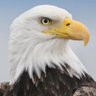 AmericanOne profil fotoğrafı