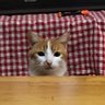 masayuki 的头像