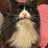 Profilbild von A Cat Named Wasabi