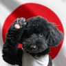 国賊バスター 的头像