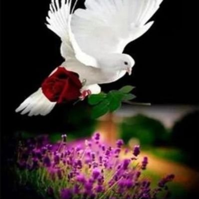 نورة إبراهيم 🌹🕊️🇸🇦's profile picture