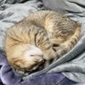 猫神 的头像
