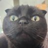 sandythunder's profile picture