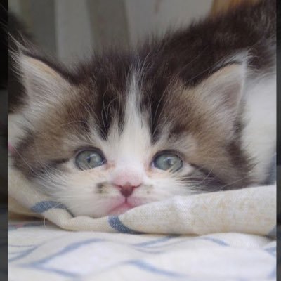 Valentina's profile picture