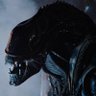 maxime the Xenomorph 的头像