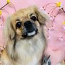 Suku〜スク〜 的头像
