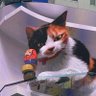 新宿の三毛猫 的头像