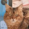うみうし(ごまふ) profil fotoğrafı