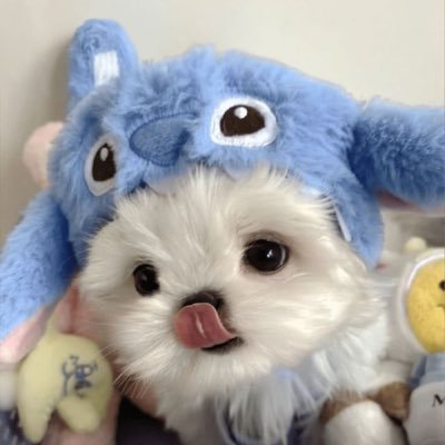 เฉาก๊วย💐's profile picture