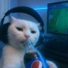 Profilbild von Kavin