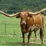 Mama Longhorn 的头像