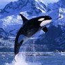 Фото профиля Orca