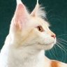 🐱🐱Catloverplayer🙀🙀 的头像