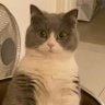 Shayam Waddader's profile picture