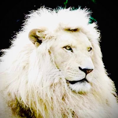 22forest22's profile picture