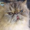 Cat-the-Matt-Dad profil fotoğrafı