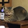 りき丸 的头像