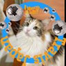 aru's profile picture
