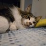 nutfv! profil fotoğrafı
