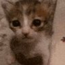Profilbild von Baba Billu😼
