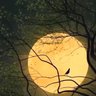 Jo Edwards's profile picture