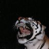 I_am.major's profile picture