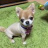 錦糸町の小太郎's profile picture