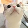 Фото профиля ことら