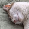 nyankoromochi🍀生まれも育ちも福島県🍀🗼🐱🤍 profil fotoğrafı