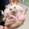 ましゅ 的头像