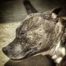 Profilbild von Loonie