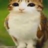 scumfurn's profile picture