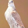 🇸🇦 فواز🇸🇦 profil fotoğrafı
