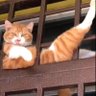 The Cat 的头像
