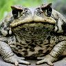 Profilbild von thekultleader